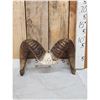 Image 1 : Bighorn Sheep Horns On Skull Plate Taxidermy