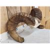 Image 2 : Bighorn Sheep Horns On Skull Plate Taxidermy