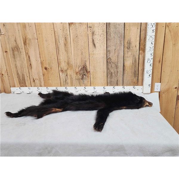 Juvenile Black Bear Soft Tanned Fur Taxidermy