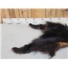 Image 2 : Juvenile Black Bear Soft Tanned Fur Taxidermy