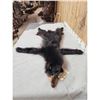 Image 3 : Juvenile Black Bear Soft Tanned Fur Taxidermy