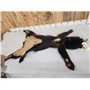 Image 4 : Juvenile Black Bear Soft Tanned Fur Taxidermy
