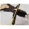 Image 5 : Juvenile Black Bear Soft Tanned Fur Taxidermy