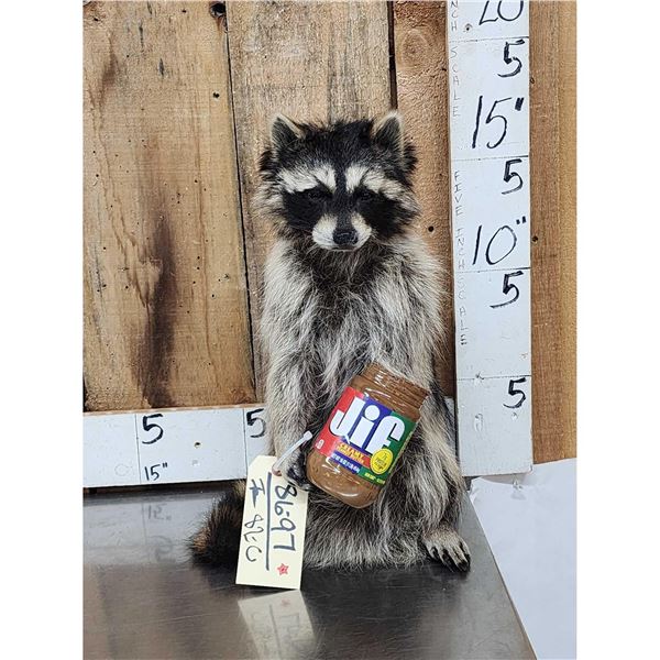 Raccoon Eating Peanut Butter Taxidermy Mount