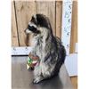 Image 4 : Raccoon Eating Peanut Butter Taxidermy Mount