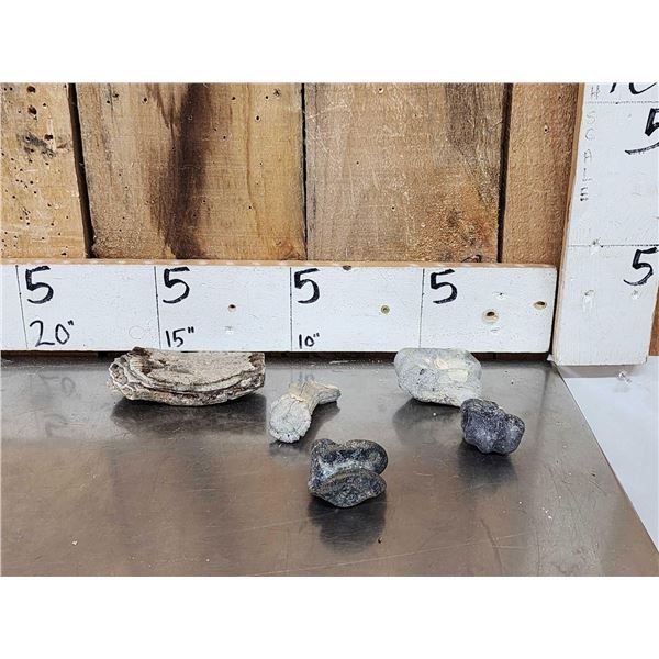 Florida Ice Age Fossil Lot