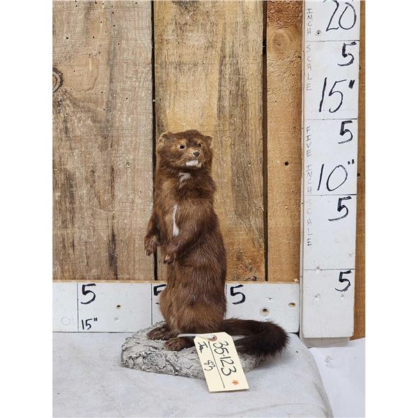 Mink Full Body Taxidermy Mount
