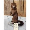 Image 2 : Mink Full Body Taxidermy Mount