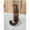 Image 3 : Mink Full Body Taxidermy Mount