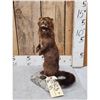 Image 4 : Mink Full Body Taxidermy Mount