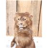 Image 5 : Mink Full Body Taxidermy Mount