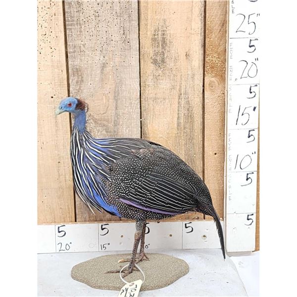 Vulterine Guinea Fowl Full Body Bird Taxidermy