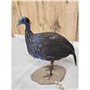 Image 3 : Vulterine Guinea Fowl Full Body Bird Taxidermy