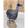 Image 4 : Vulterine Guinea Fowl Full Body Bird Taxidermy