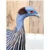 Image 5 : Vulterine Guinea Fowl Full Body Bird Taxidermy