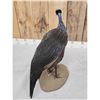 Image 6 : Vulterine Guinea Fowl Full Body Bird Taxidermy