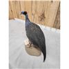 Image 7 : Vulterine Guinea Fowl Full Body Bird Taxidermy
