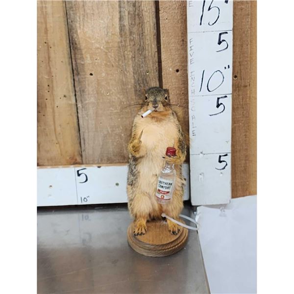 Naughty Squirrel Full Body Taxidermy Mount