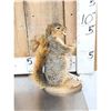 Image 2 : Naughty Squirrel Full Body Taxidermy Mount