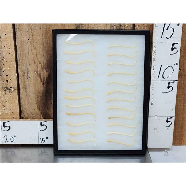 24 Raccoon Baculums Taxidermy