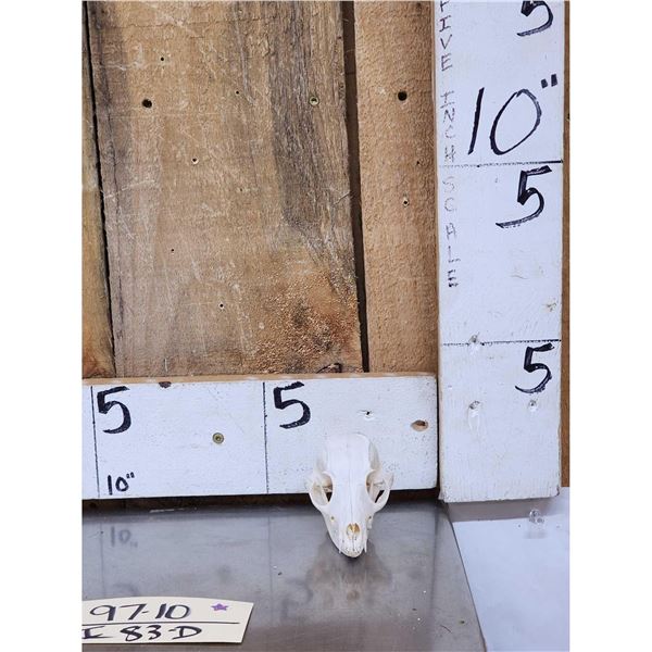 African Bat Eared Fox Skull Taxidermy