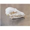 Image 4 : African Bat Eared Fox Skull Taxidermy