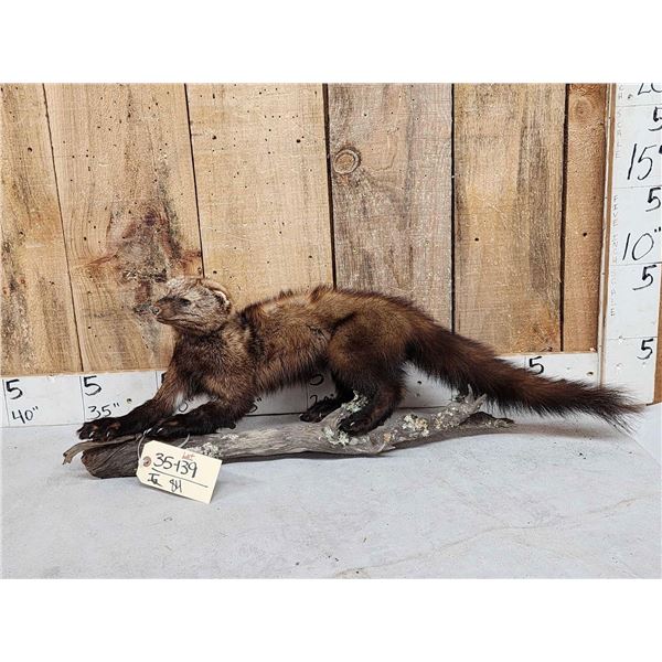 North America Fisher Full Body Taxidermy Mount