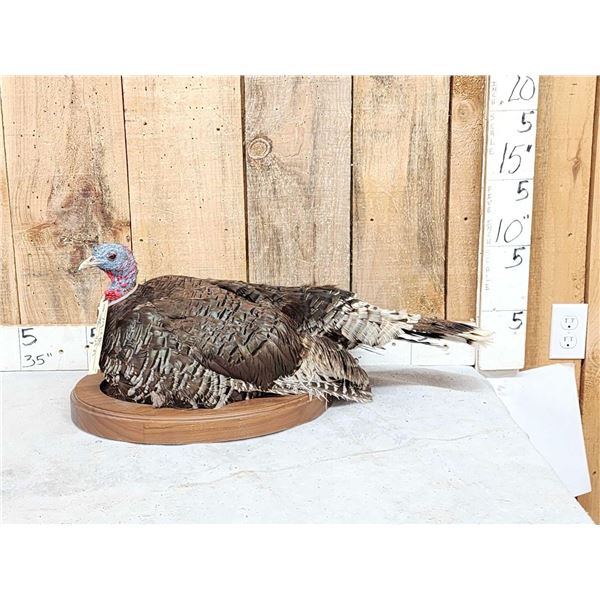 Merriams Hen Turkey Bird Taxidermy
