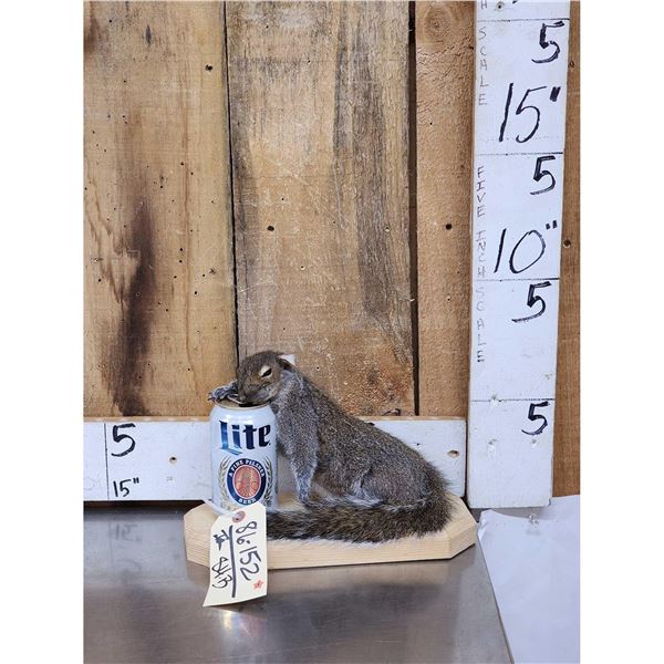 Drunken Squirrel Full Body Taxidermy Mount