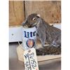 Image 2 : Drunken Squirrel Full Body Taxidermy Mount