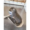 Image 4 : Drunken Squirrel Full Body Taxidermy Mount