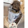Image 5 : Drunken Squirrel Full Body Taxidermy Mount