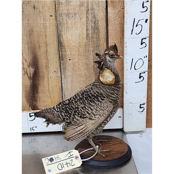 Prairie Chicken Full Body Bird Taxidermy