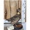 Image 1 : Prairie Chicken Full Body Bird Taxidermy