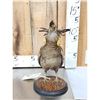 Image 2 : Prairie Chicken Full Body Bird Taxidermy