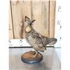 Image 3 : Prairie Chicken Full Body Bird Taxidermy