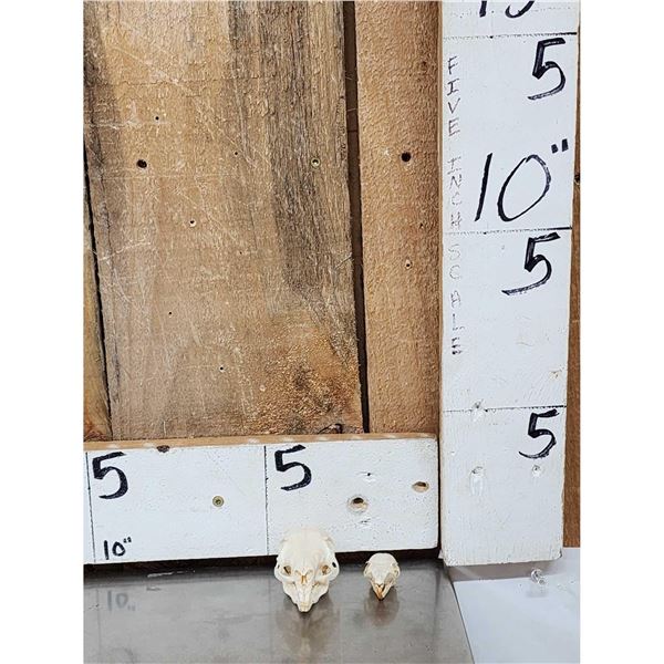 Patagonian Cavy & Plantain Squirrel Skulls Taxidermy