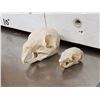 Image 2 : Patagonian Cavy & Plantain Squirrel Skulls Taxidermy