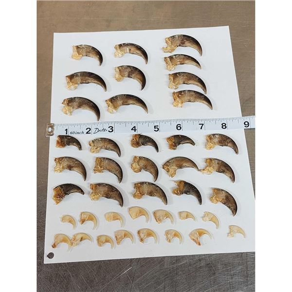 25 Black Bear Claws & 15 Bobcat Claws Taxidermy