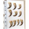 Image 2 : 25 Black Bear Claws & 15 Bobcat Claws Taxidermy