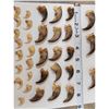 Image 3 : 25 Black Bear Claws & 15 Bobcat Claws Taxidermy