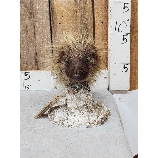 Porcupine Bust Taxidermy Mount