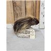 Image 2 : Porcupine Bust Taxidermy Mount