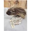 Image 4 : Porcupine Bust Taxidermy Mount