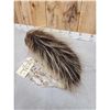 Image 5 : Porcupine Bust Taxidermy Mount
