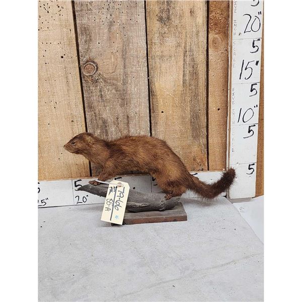 Mink Full Body Taxidermy Mount