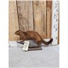 Image 1 : Mink Full Body Taxidermy Mount