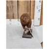 Image 2 : Mink Full Body Taxidermy Mount