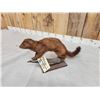 Image 3 : Mink Full Body Taxidermy Mount