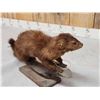 Image 4 : Mink Full Body Taxidermy Mount